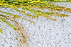 <b>蓝狮登录开爱吖吖胚芽米加盟店需要哪些资金</b>