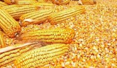 <b>2011/12年度加蓝狮注册拿大大麦出口量有望达到</b>