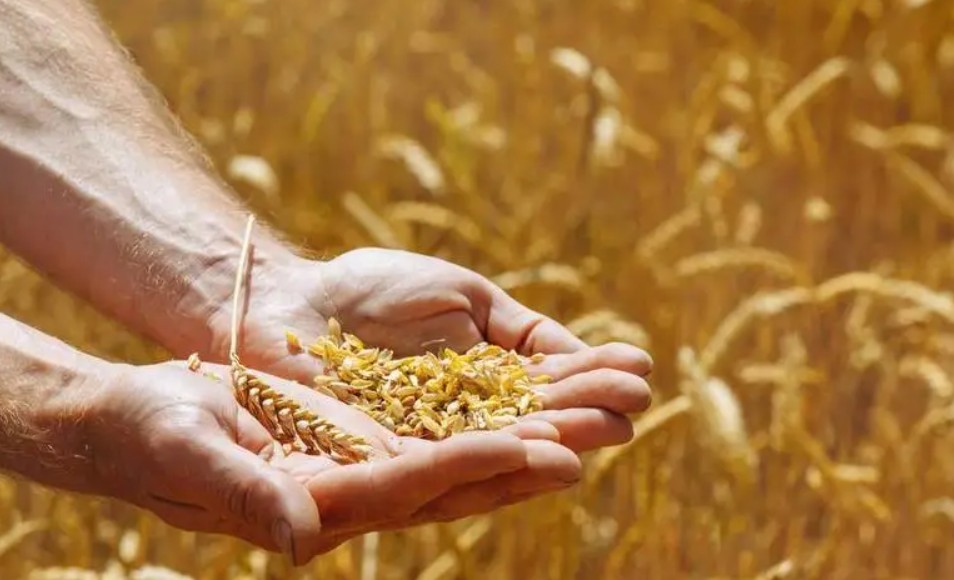 粮造所蓝狮登录投资成本大概是多少呢