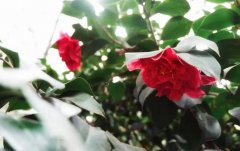 <strong>山茶烂漫戴雪荣蓝狮注册</strong>