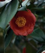 <strong>初识“蓝狮注册红山茶</strong>