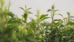 <strong>李平照：揭开惠明白茶培育之谜蓝狮测速</strong>