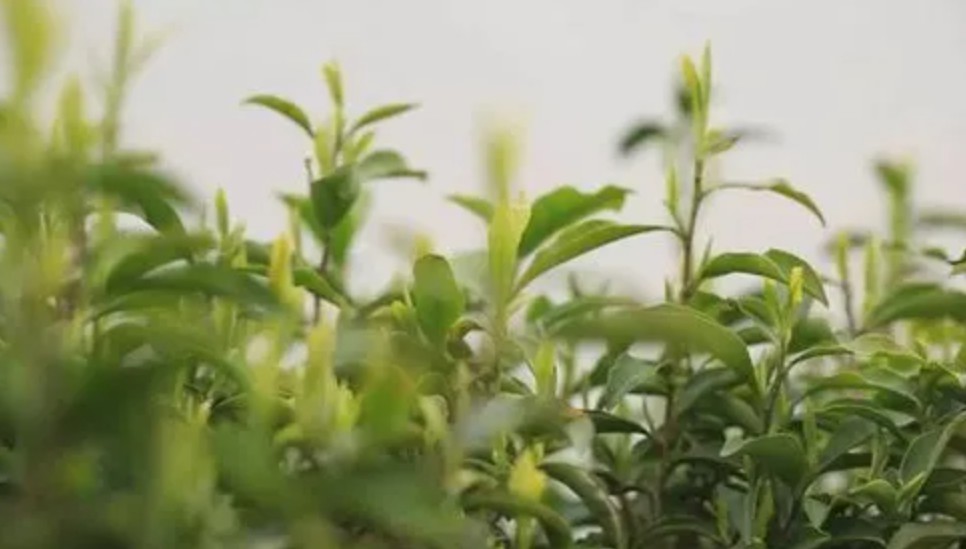 李平照：揭开惠明白茶培育之谜蓝狮测速