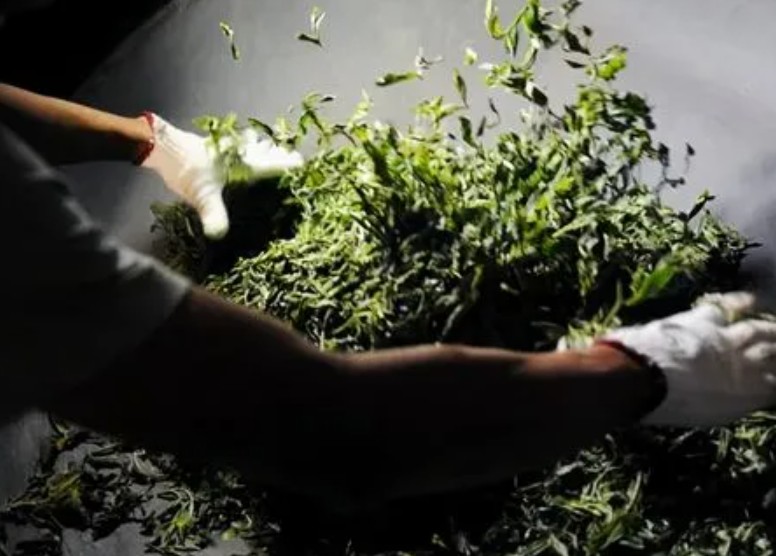 绿茶制造工艺蓝狮平台