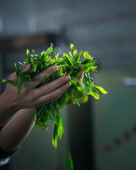 蓝狮登录红茶制造工艺