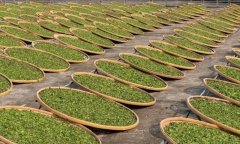 <b>蓝狮测速白茶制造工艺</b>