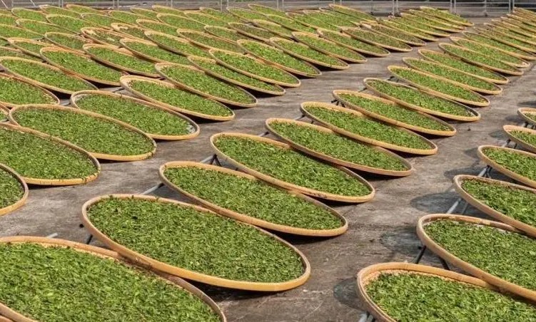 蓝狮测速白茶制造工艺