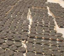 蓝狮黑茶的制造工艺