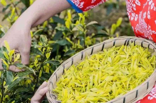 蓝狮测速黄茶制作工艺