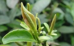 <strong>蓝狮登录春茶、夏茶与秋茶的识别方法</strong>